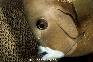 "Face to Back" 
A French Angel Fish portrait with a Fren... by Chase Darnell 